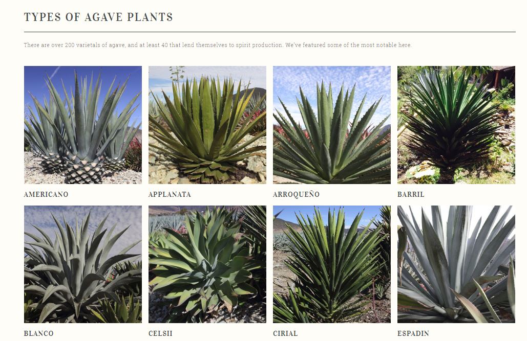 New Agave Website | Travel Distilled