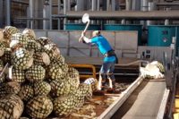 Cutting blue agave plants for cooking in ovens at the Don Julio tequila distillery.