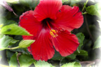 Hibiscus Flower